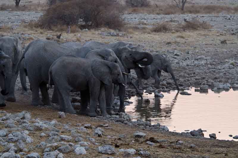 59 - Namibia - elefantes - parque nacional de Etosha